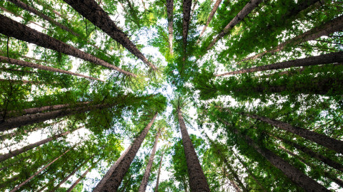 Artikel Klimaschutz-Engagement